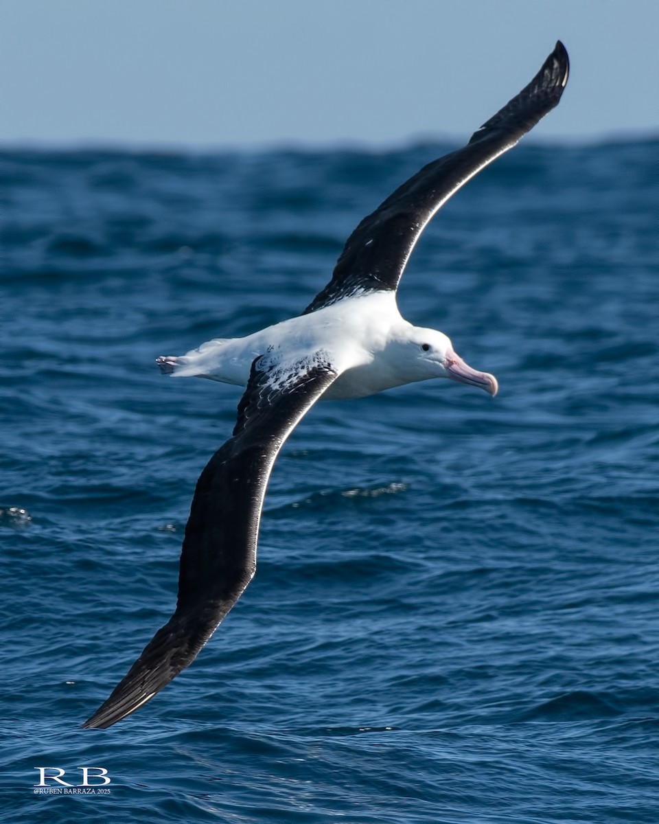 Southern Royal Albatross - ML641844966