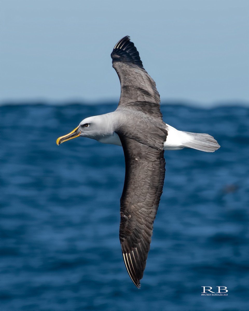 Buller's Albatross - ML641844972