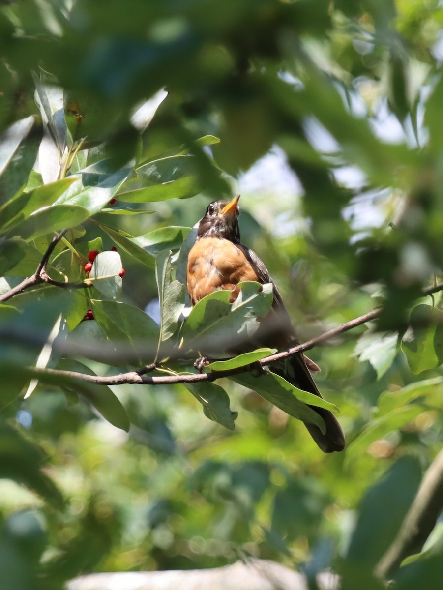 American Robin - ML641844998