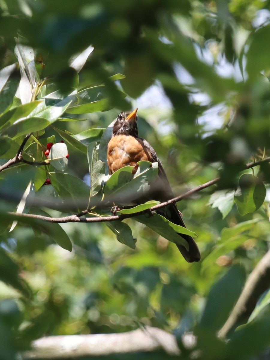 American Robin - ML641845000
