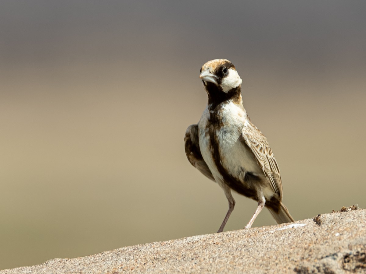 Fischer's Sparrow-Lark - ML641845013