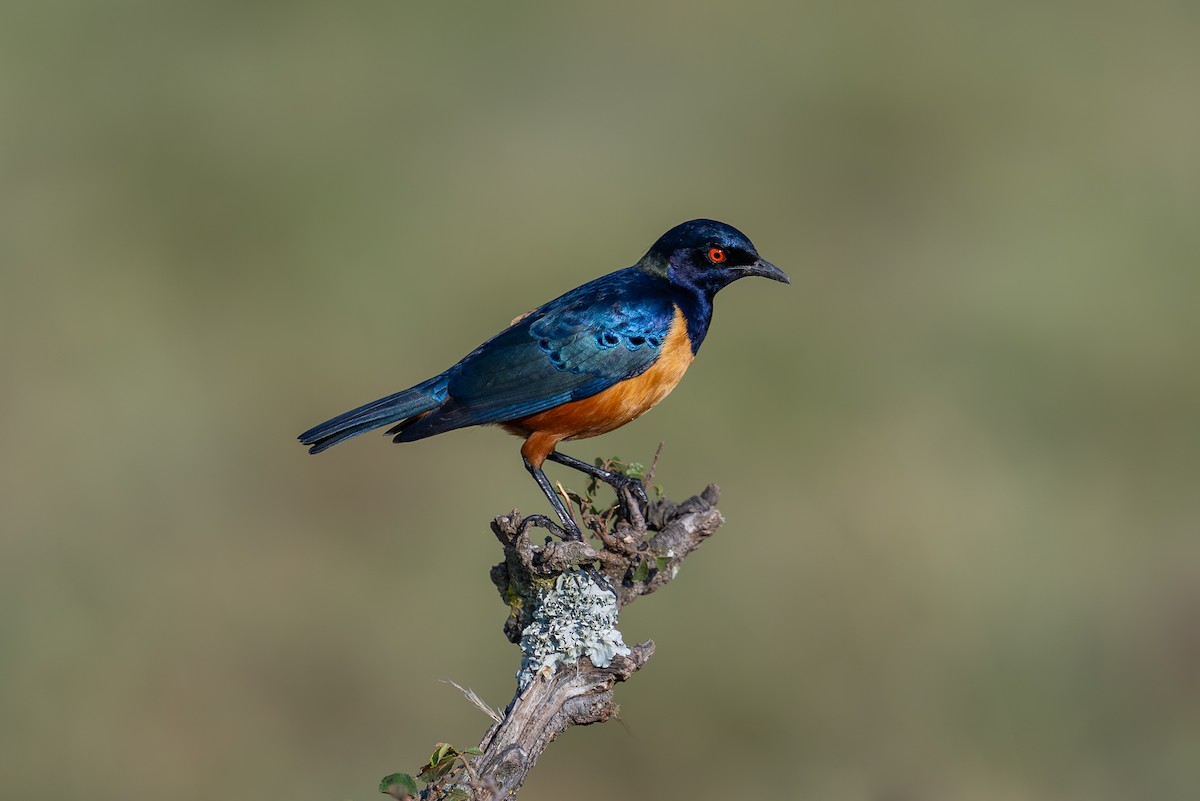 Hildebrandt's Starling - ML641845036