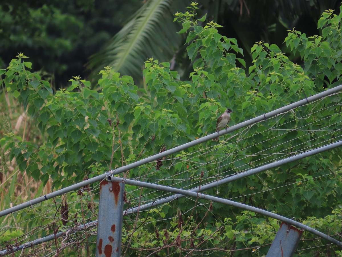 Light-vented Bulbul - ML641845037