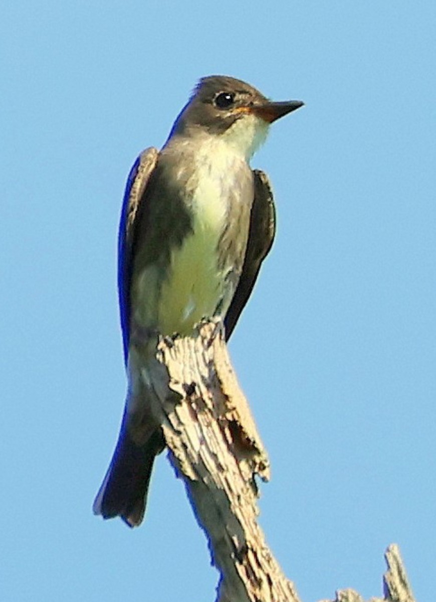 Olive-sided Flycatcher - ML641845043
