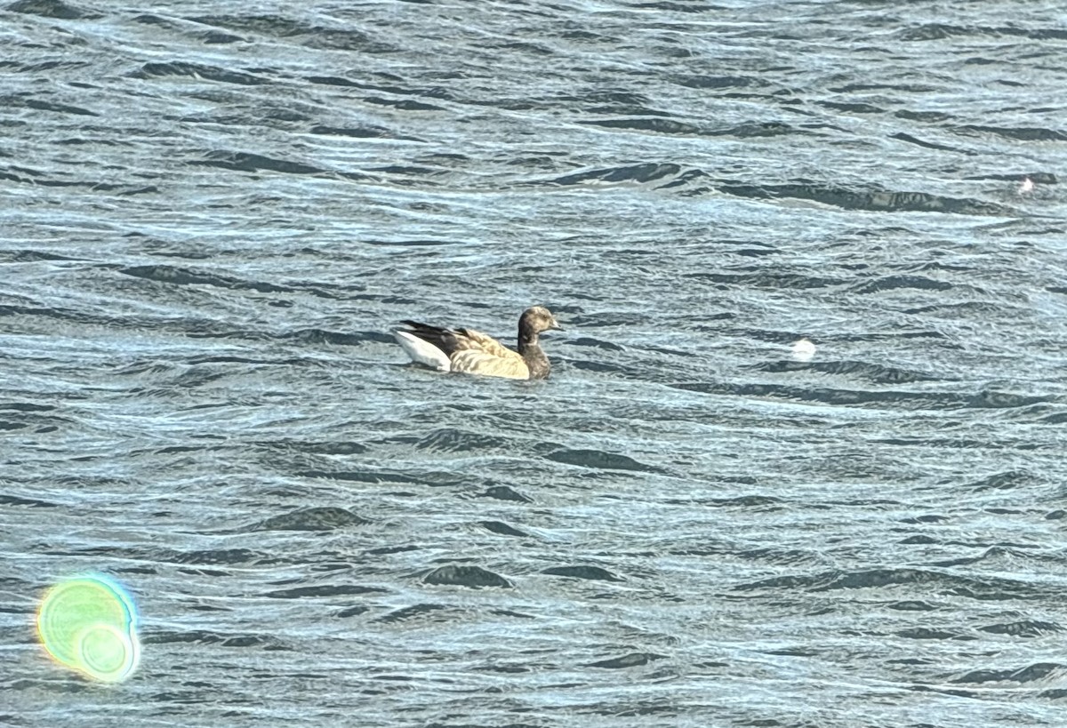 Brant - ML641845070