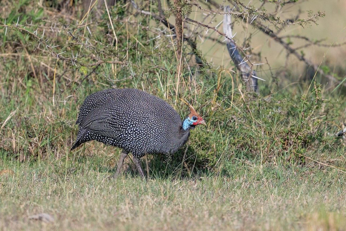 Helmeted Guineafowl - ML641845071