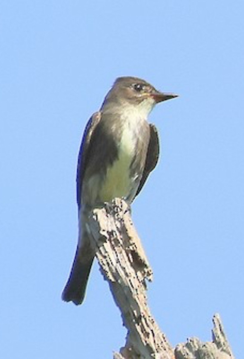 Olive-sided Flycatcher - ML641845075