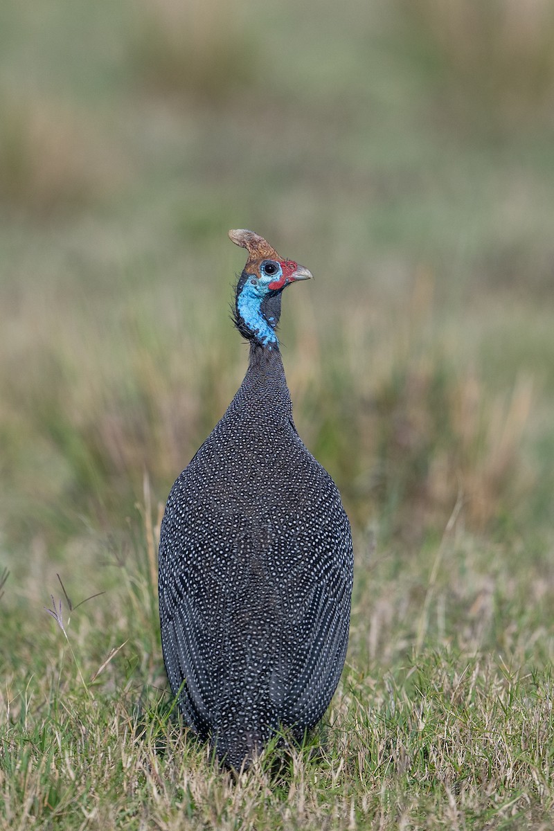 Helmeted Guineafowl - ML641845084