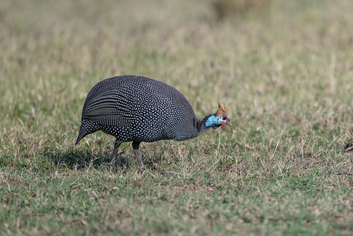 Helmeted Guineafowl - ML641845085
