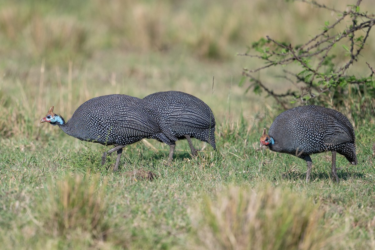 Helmeted Guineafowl - ML641845086