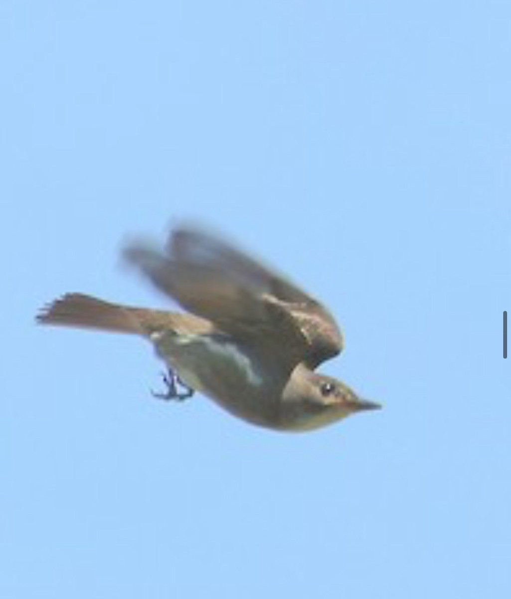 Olive-sided Flycatcher - ML641845109