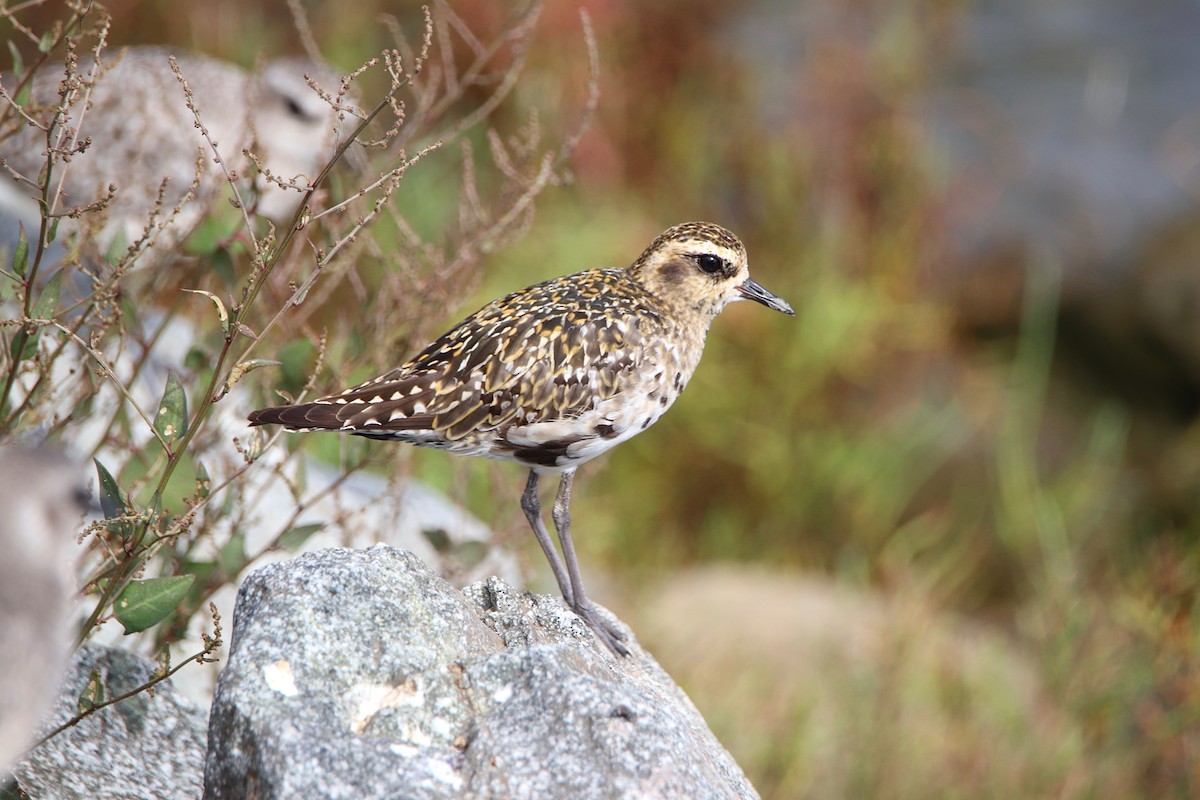 Pacific Golden-Plover - ML641845115