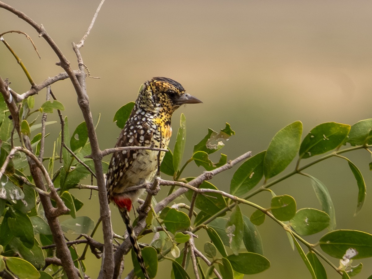 D'Arnaud's Barbet - ML641845118