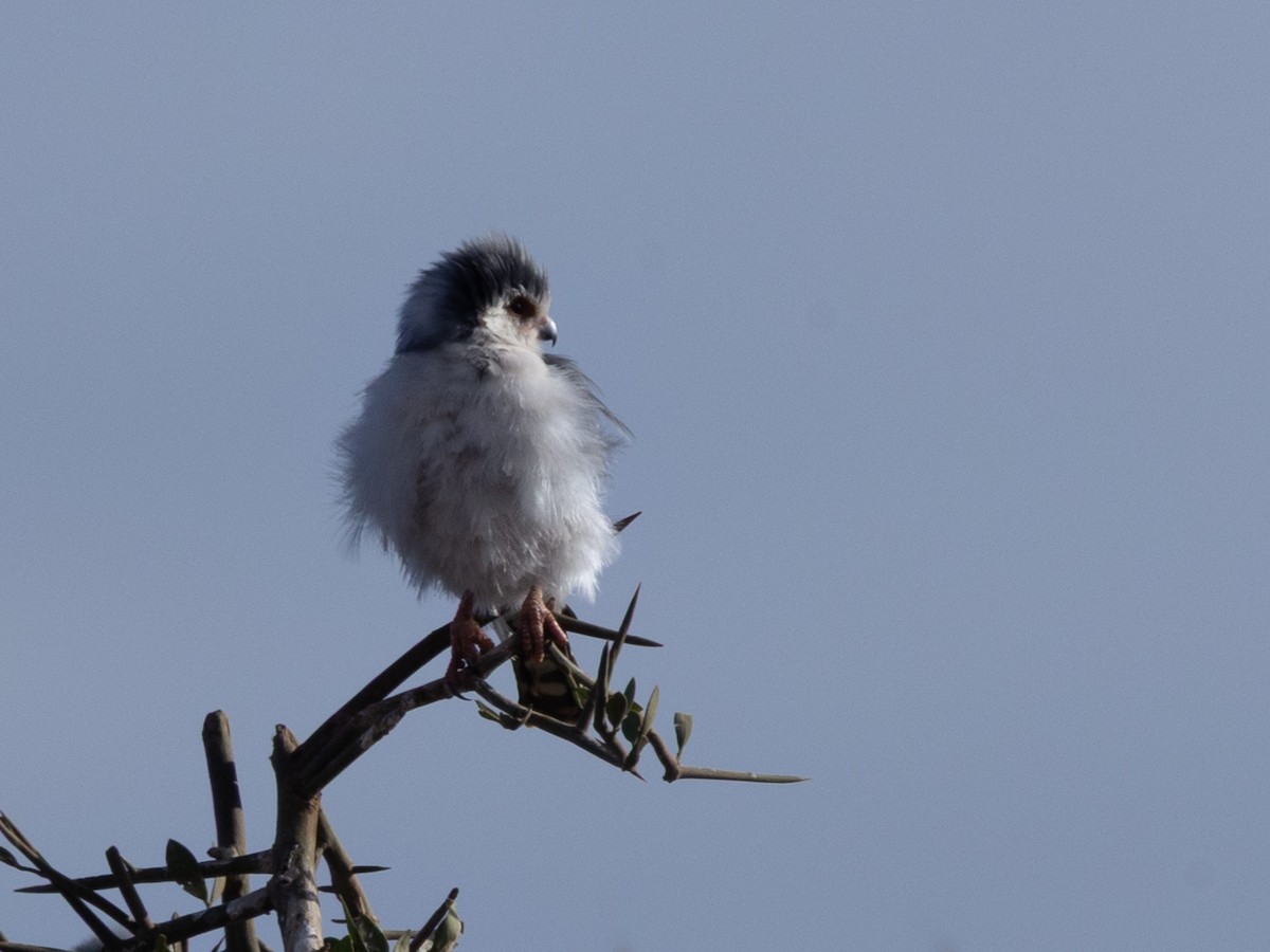 Pygmy Falcon - ML641845124