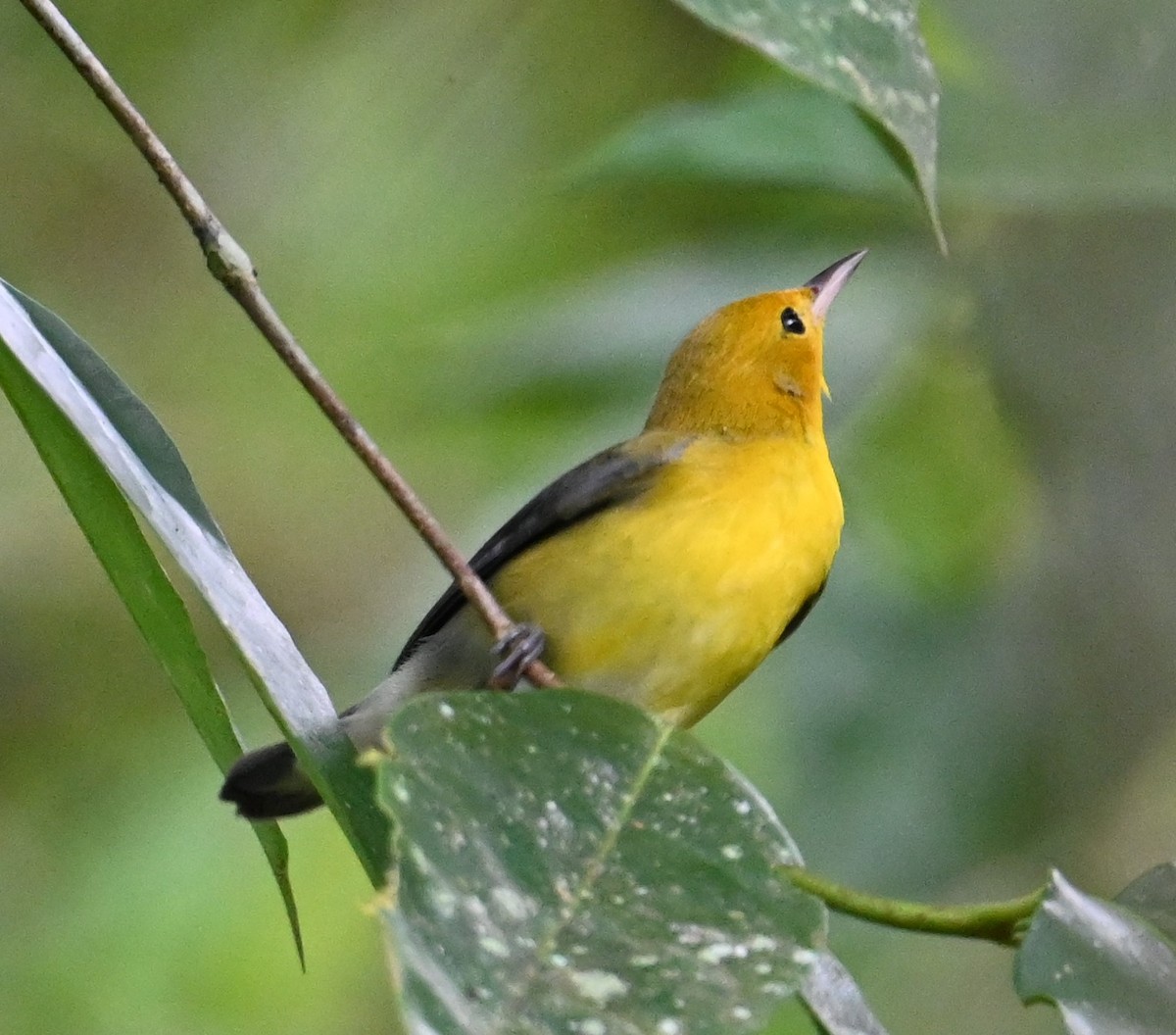 Prothonotary Warbler - ML641845130