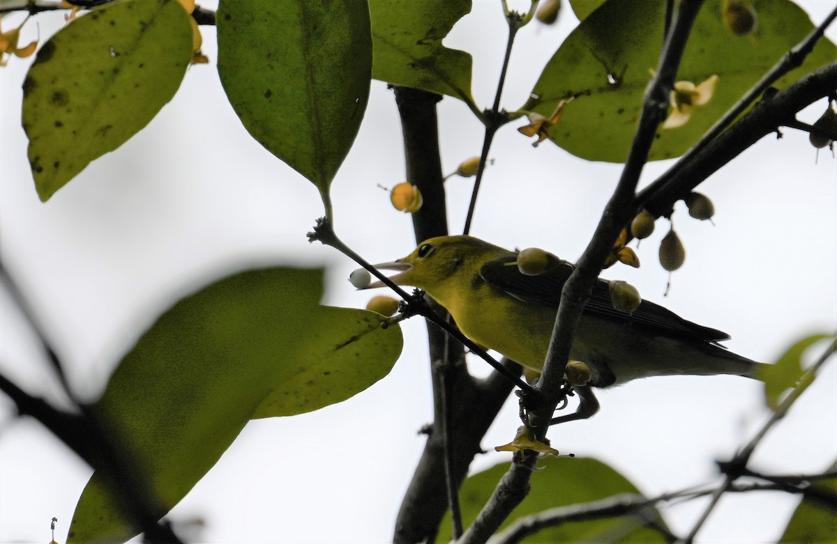 Prothonotary Warbler - ML641845131