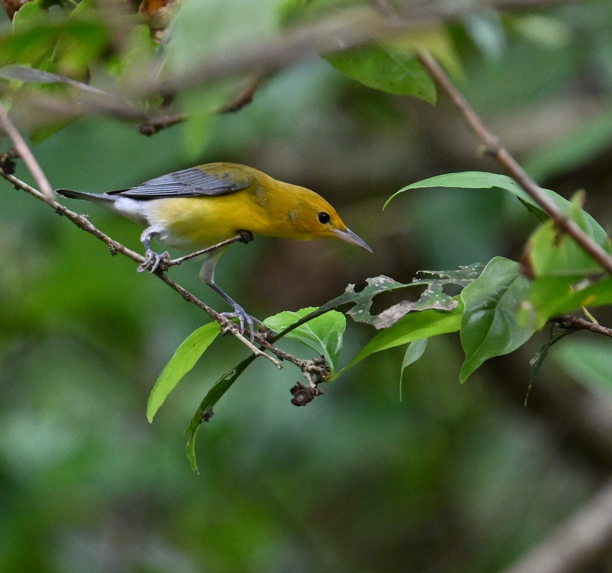 Prothonotary Warbler - ML641845132