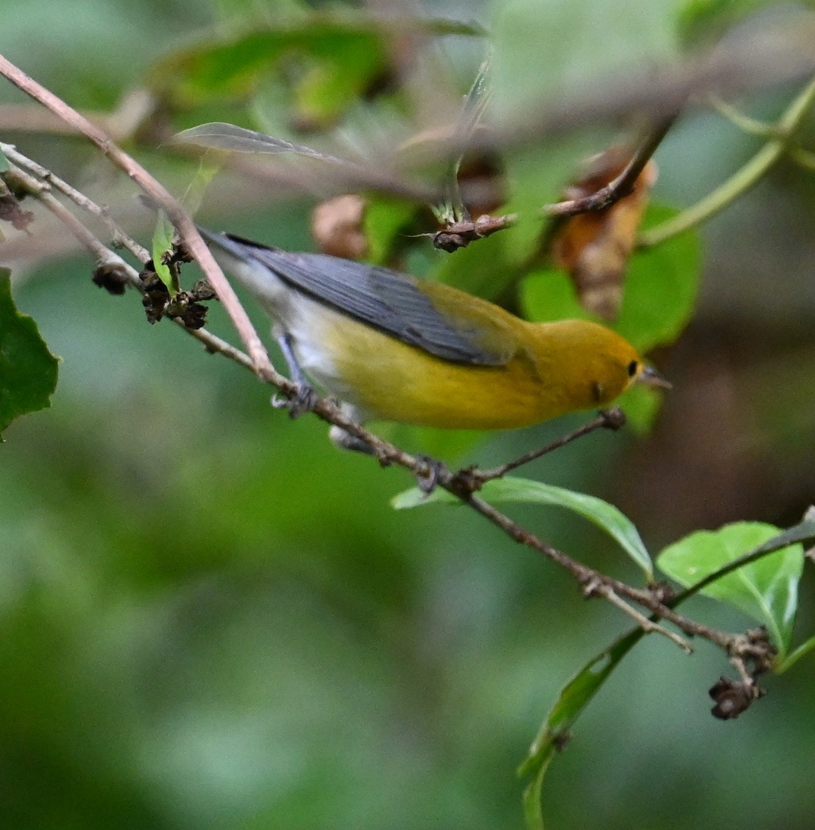 Prothonotary Warbler - ML641845133