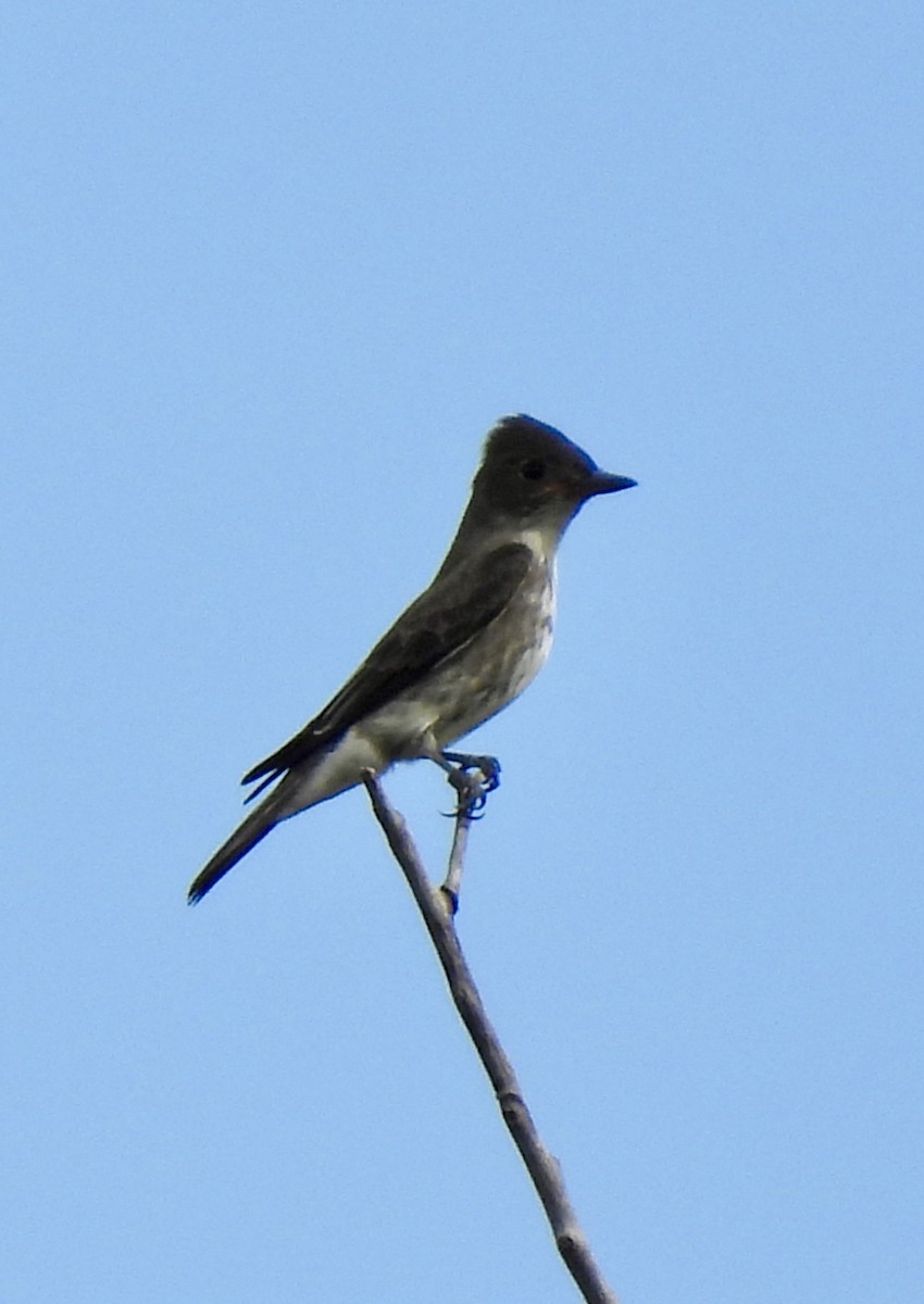 Olive-sided Flycatcher - ML641845137