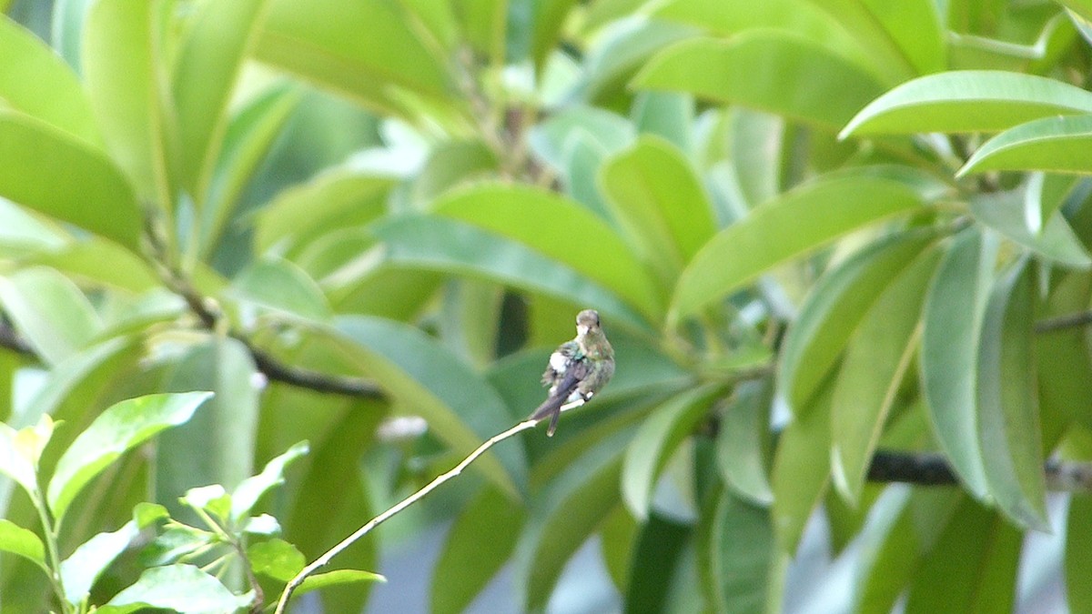Tufted Coquette - ML641845139