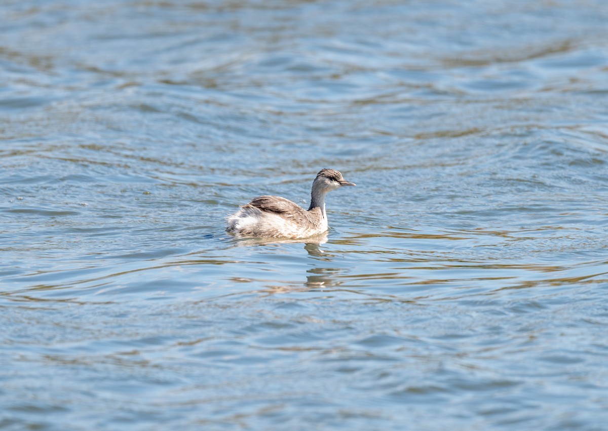 Hoary-headed Grebe - ML641845149