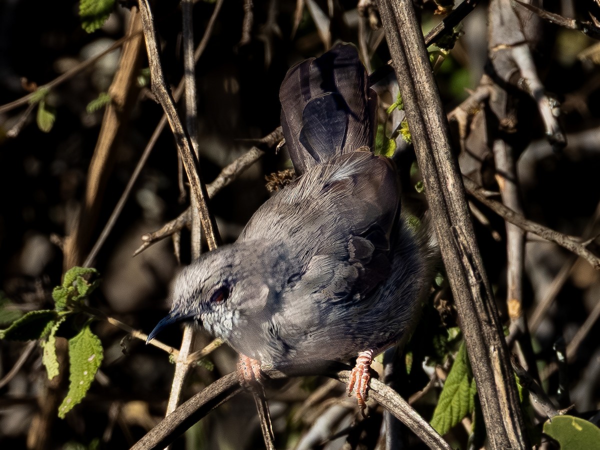 Gray Wren-Warbler - ML641845153