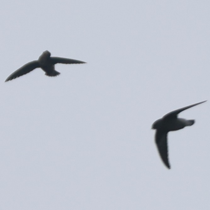 White-throated Needletail - ML641845154