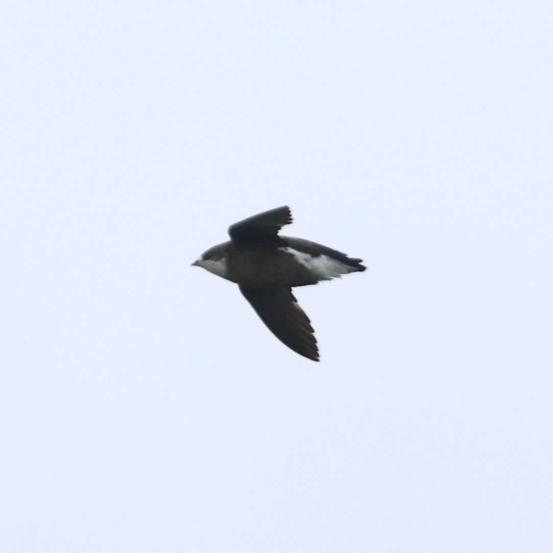 White-throated Needletail - ML641845157