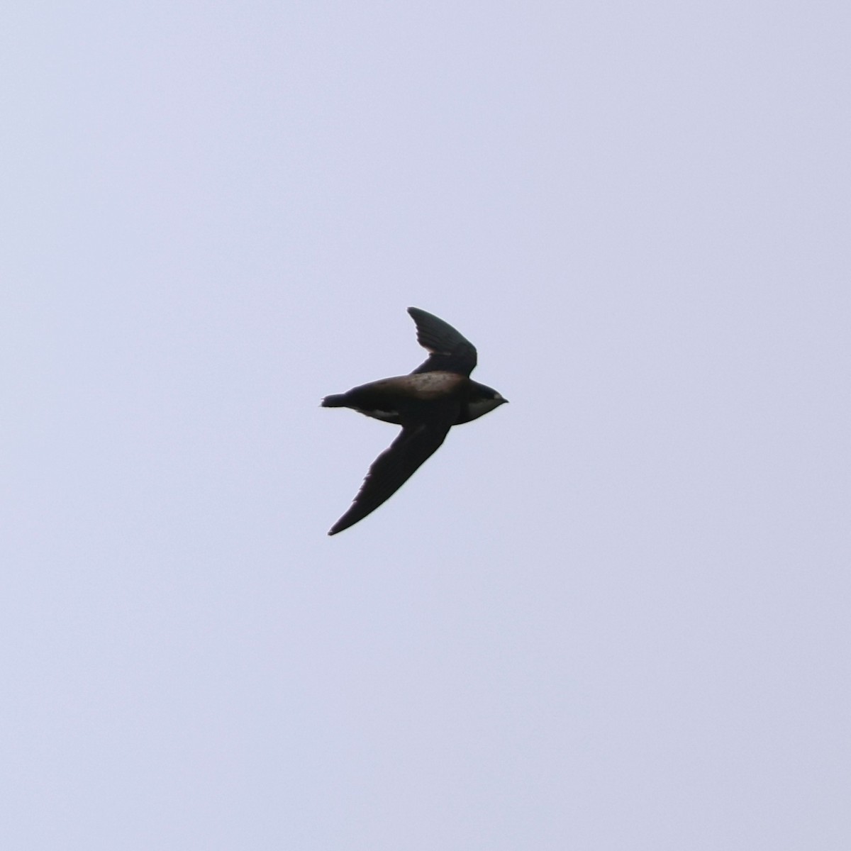 White-throated Needletail - ML641845159