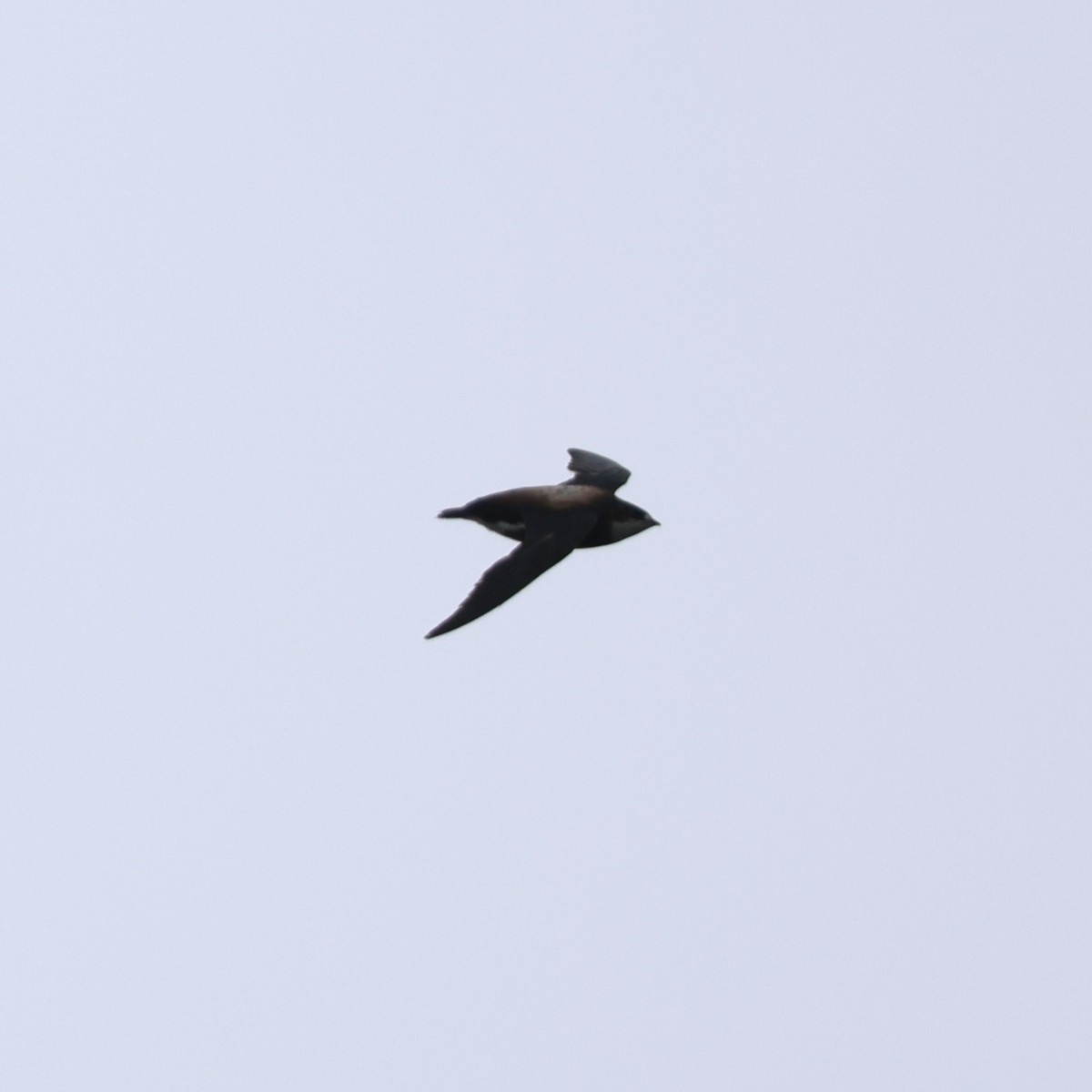 White-throated Needletail - ML641845160