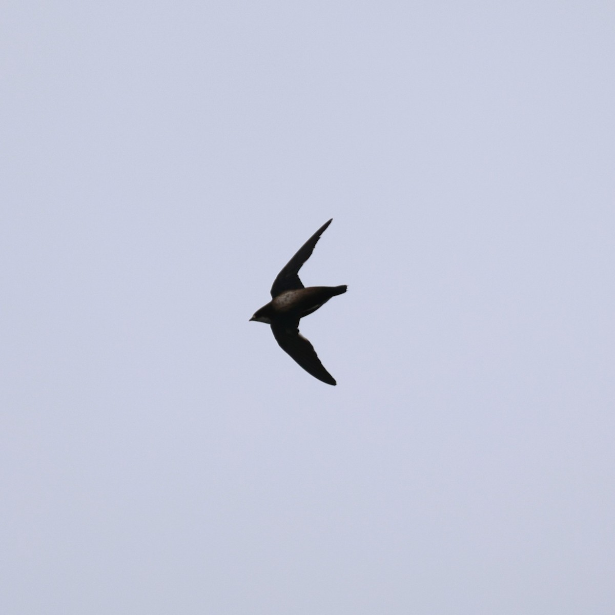 White-throated Needletail - ML641845162