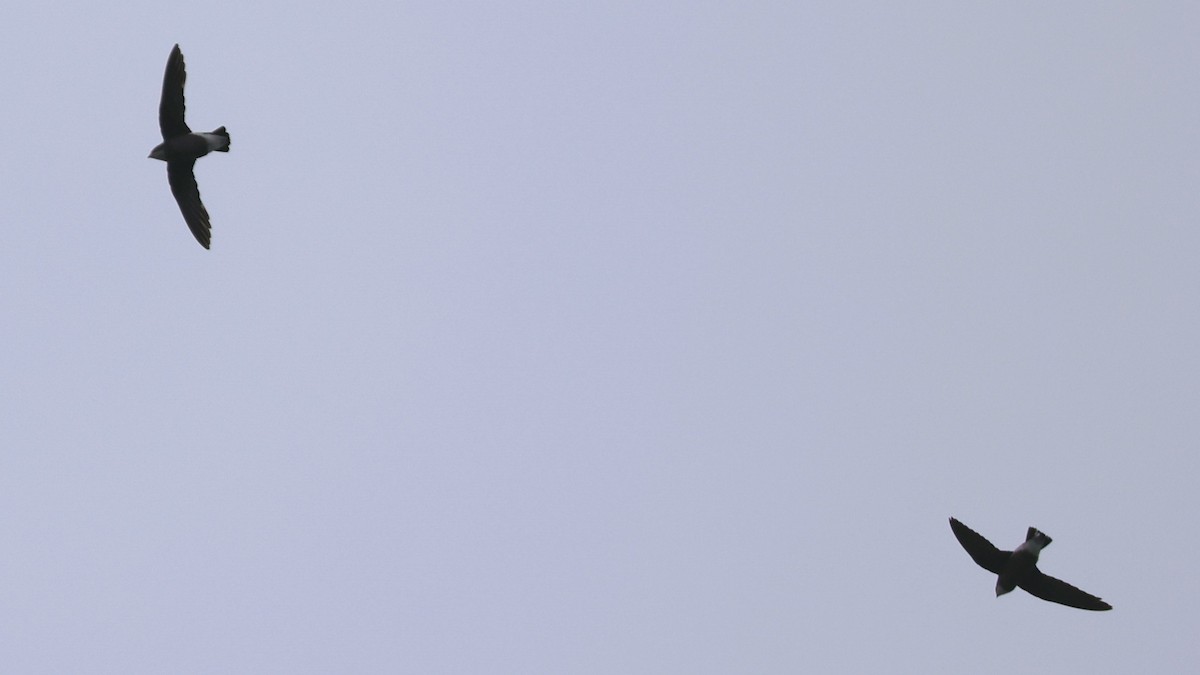White-throated Needletail - ML641845163