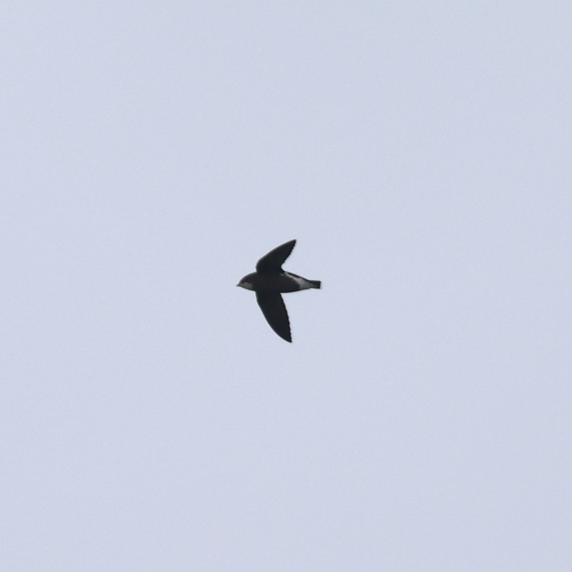 White-throated Needletail - ML641845164