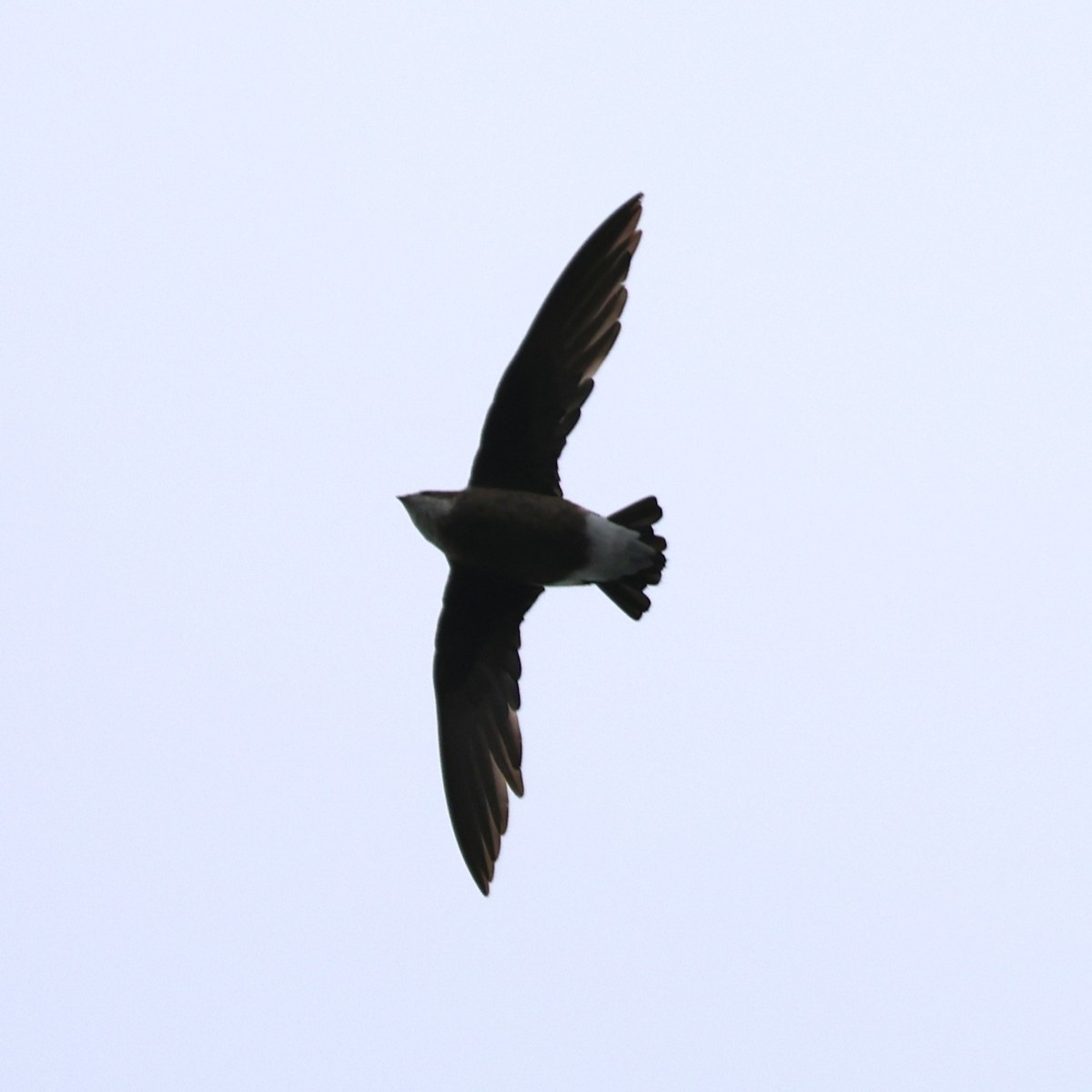 White-throated Needletail - ML641845166