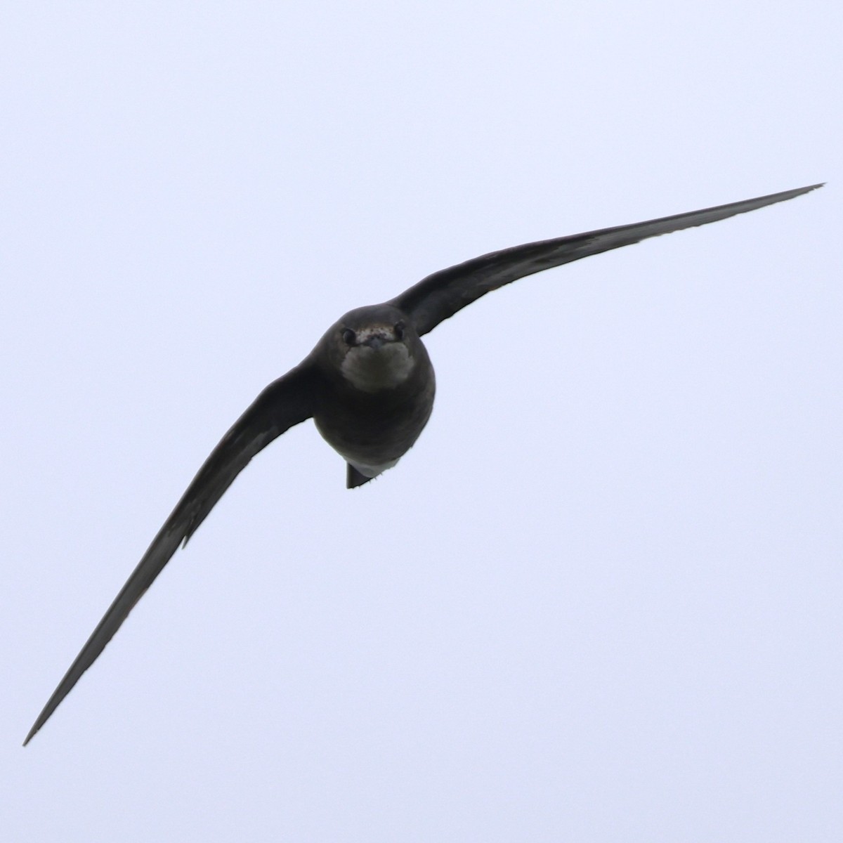 White-throated Needletail - ML641845168