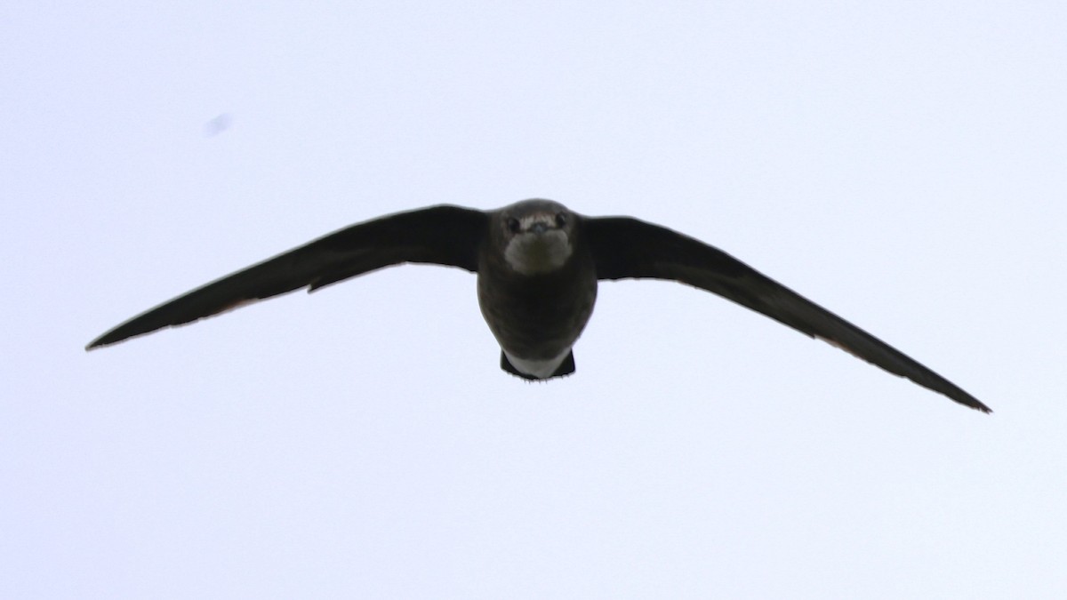 White-throated Needletail - ML641845169