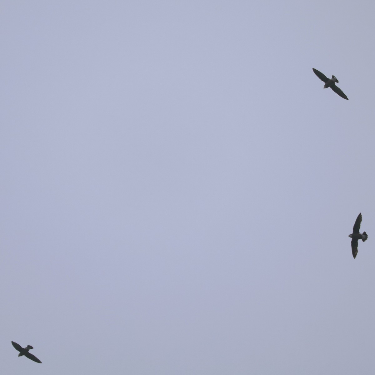 White-throated Needletail - ML641845171