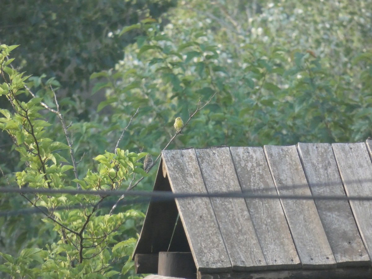 European Serin - ML641845207