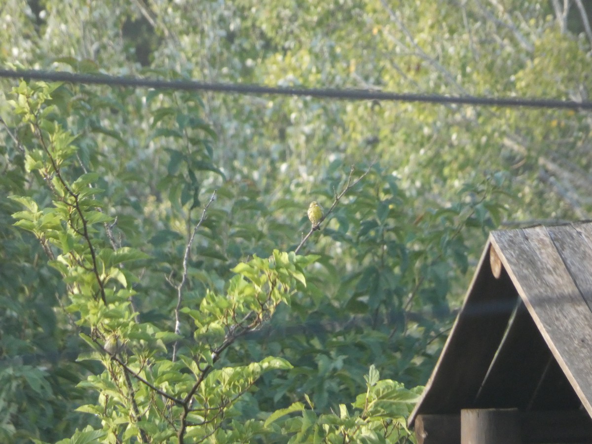 European Serin - ML641845208
