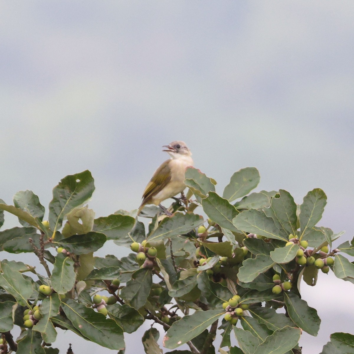 Light-vented Bulbul - ML641845210
