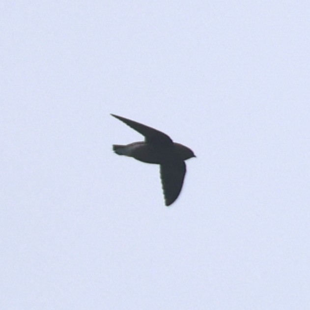 White-throated Needletail - ML641845224
