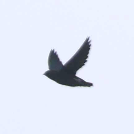 White-throated Needletail - ML641845225