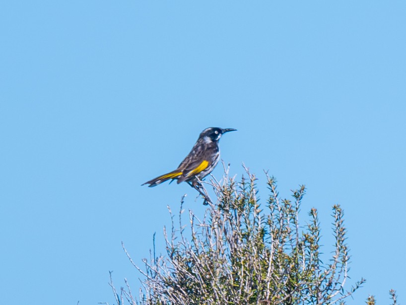 New Holland Honeyeater - ML641845243