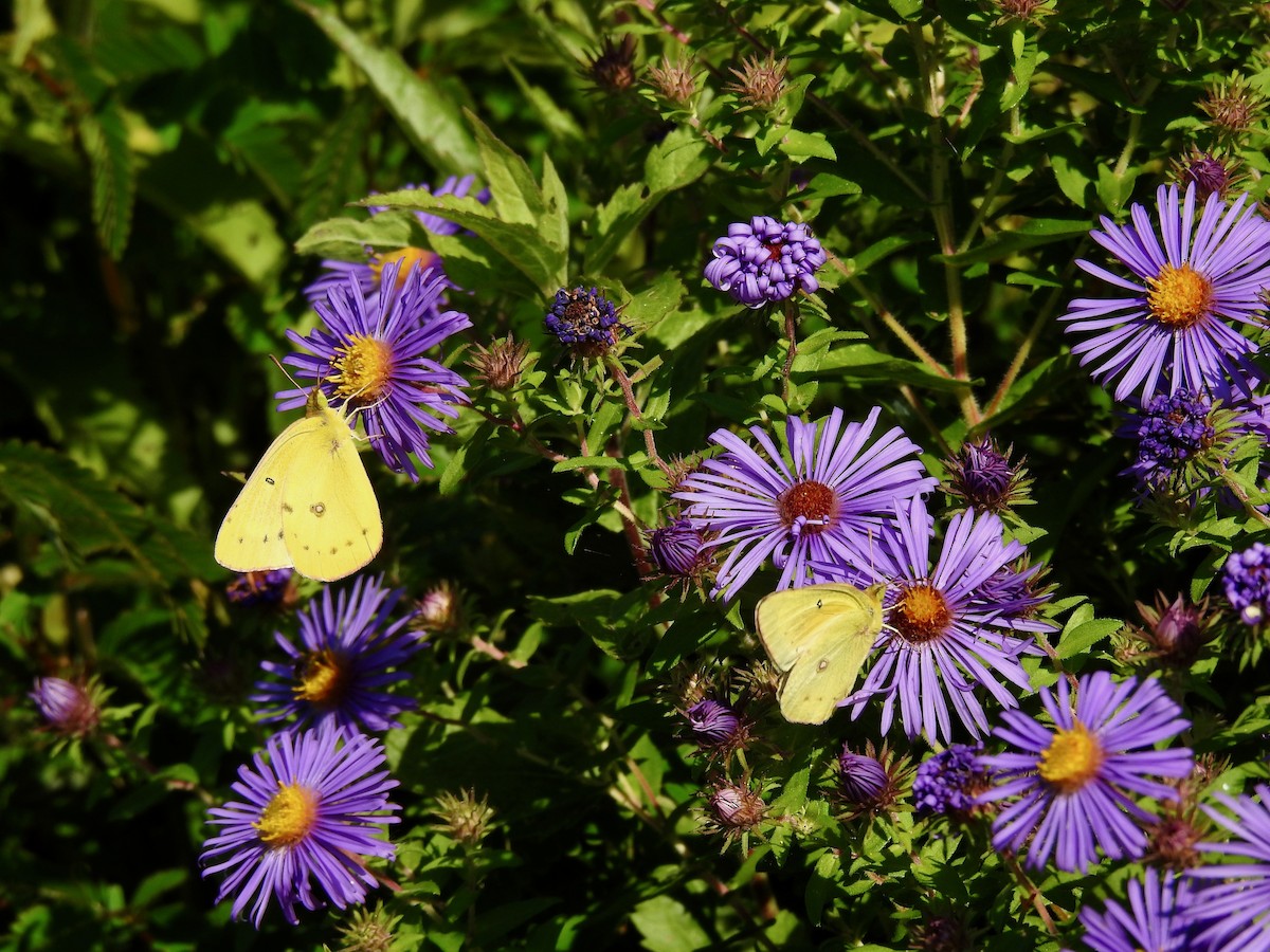 Clouded Sulphur - ML641845269