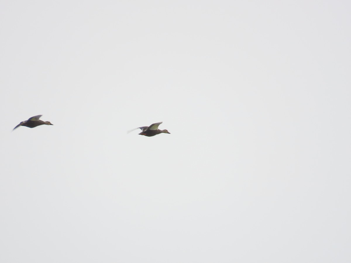 Eastern Spot-billed Duck - ML641845294