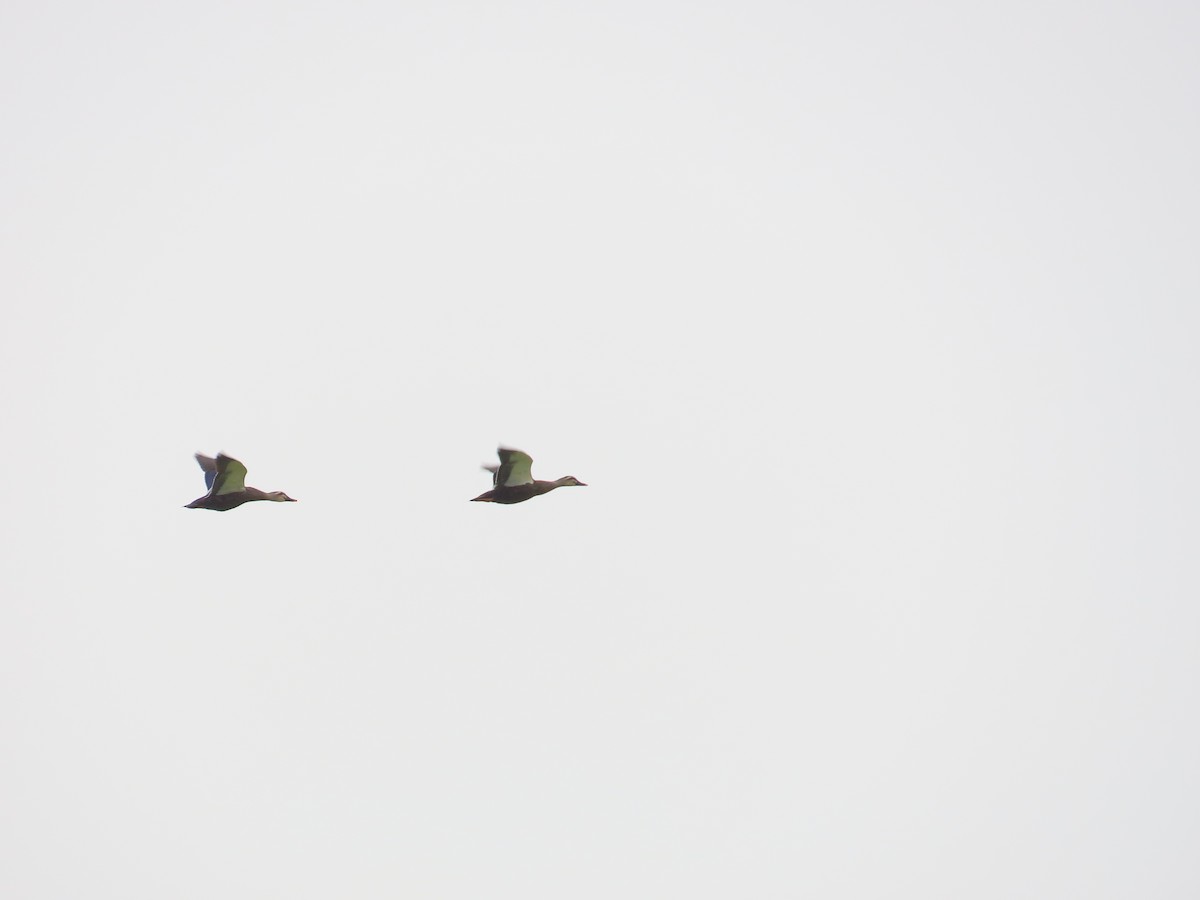 Eastern Spot-billed Duck - ML641845295