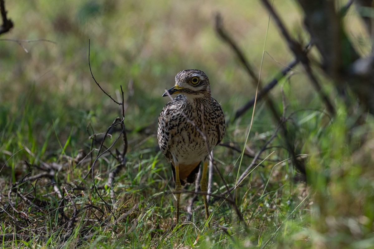Spotted Thick-knee - ML641845303