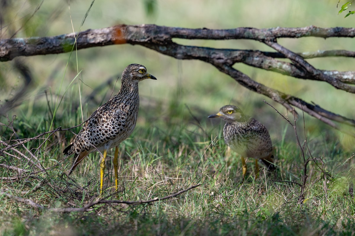 Spotted Thick-knee - ML641845304