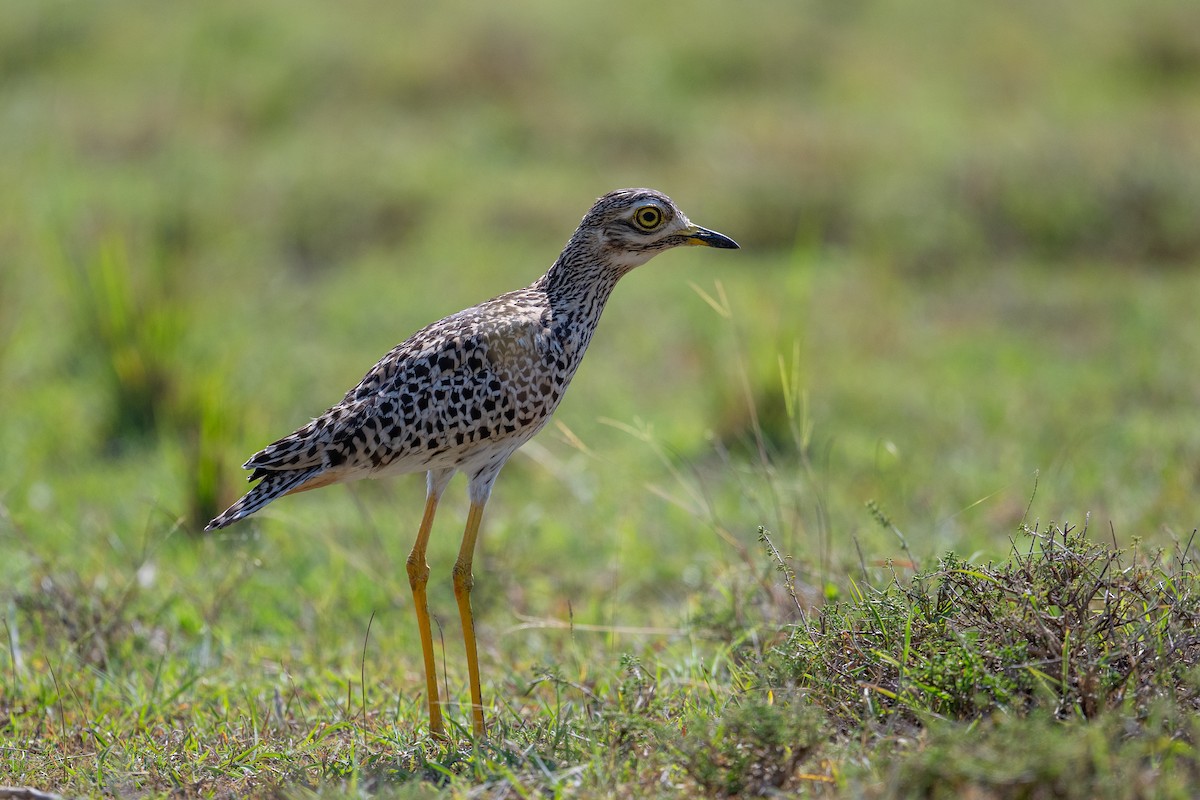 Spotted Thick-knee - ML641845305