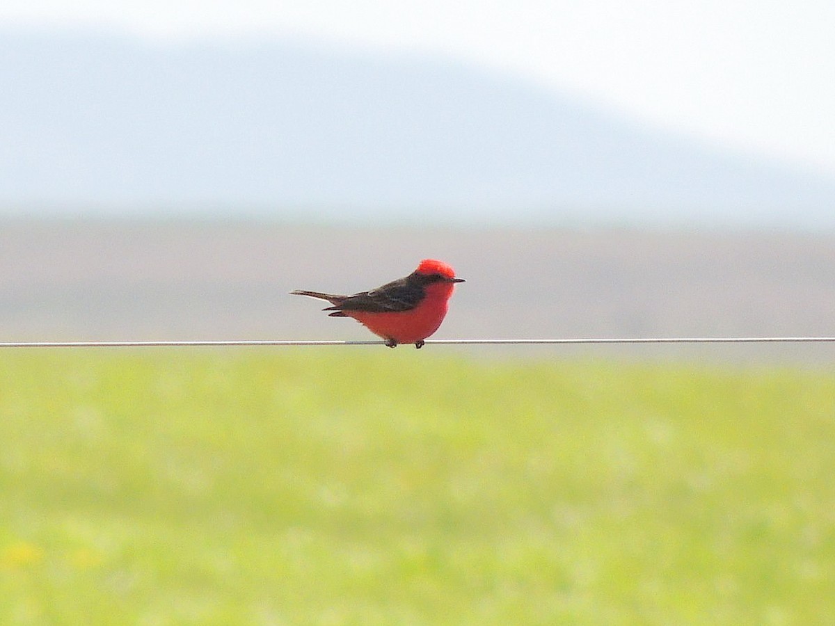 Vermilion Flycatcher - ML641845317
